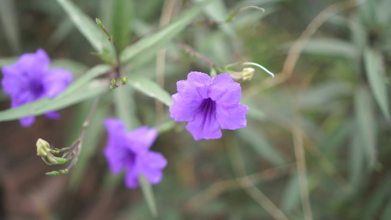 水仙花、水仙花、米尼根、铁根、小白根、爆豆荚、Cracker plant、traino、Toi ting ACANTHACEAE、Britton 's Wild、墨西哥风铃花、矮牵牛紫罗兰花，在自然背景下在花园里盛开视频素材