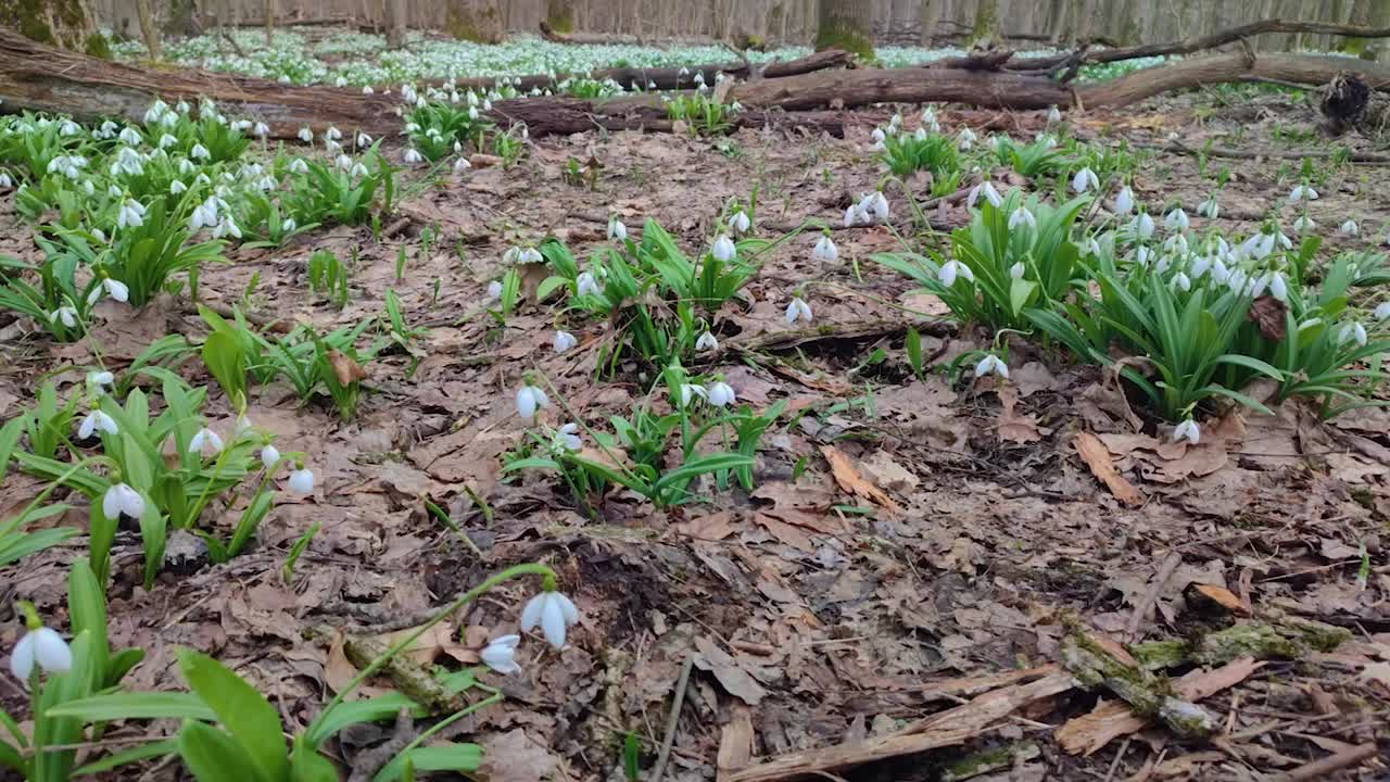 第一场雪在森林里撒下了花视频素材