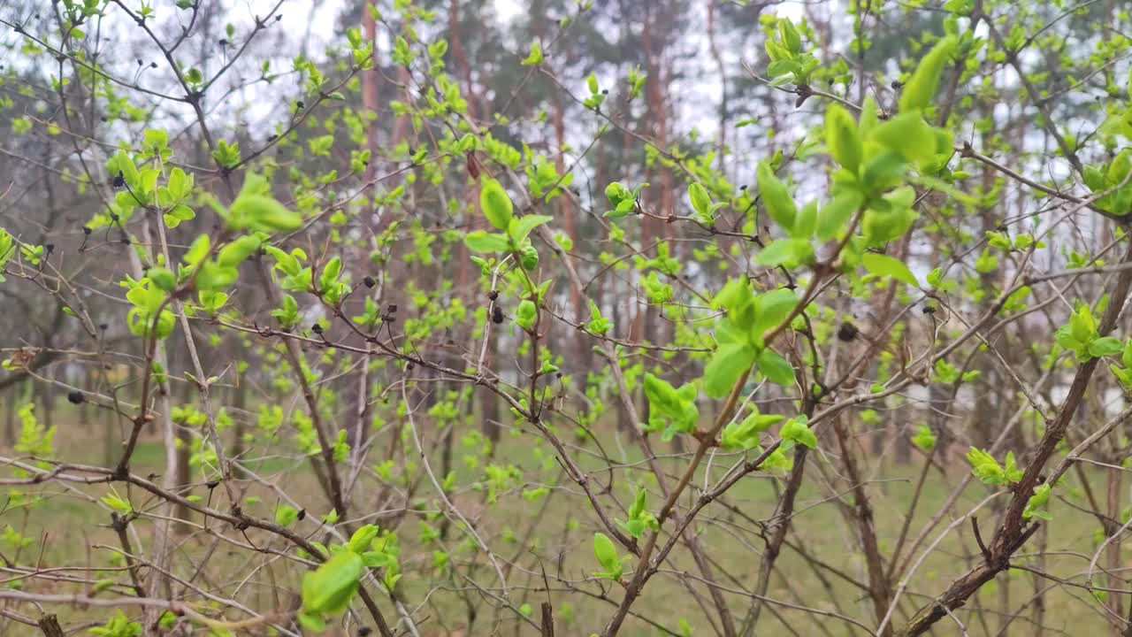 初春的树叶在清晨的阳光下闪耀视频下载