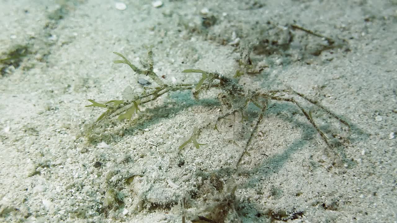 海底爬行的伪装装饰蟹，自然栖地的水生生物视频素材