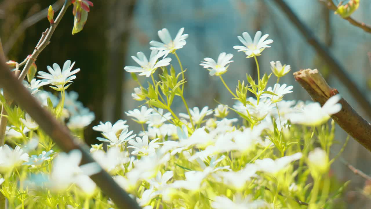 鲜艳的白花特写，背景是生动的蓝天，突出了大自然的宁静之美视频素材