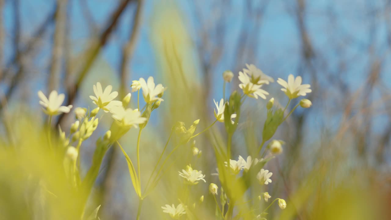 鲜艳的白花特写，背景是生动的蓝天，突出了大自然的宁静之美视频素材