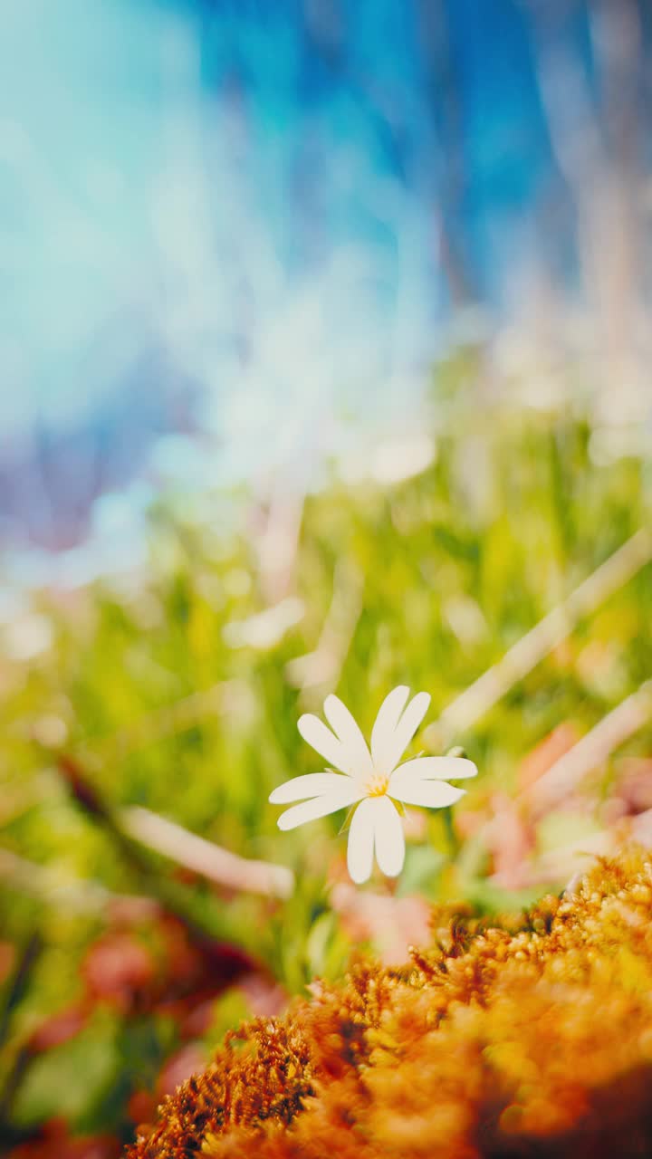 鲜艳的白花特写，背景是生动的蓝天，突出了大自然的宁静之美视频素材