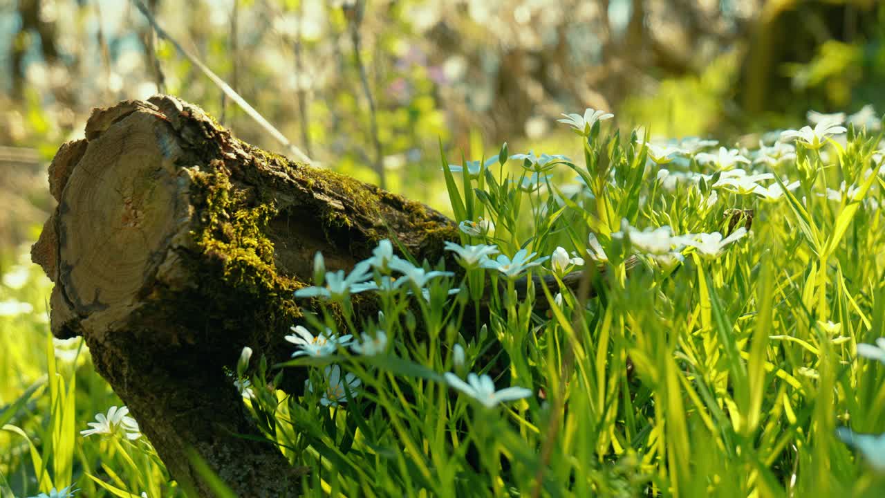 鲜艳的白花特写，背景是生动的蓝天，突出了大自然的宁静之美视频素材