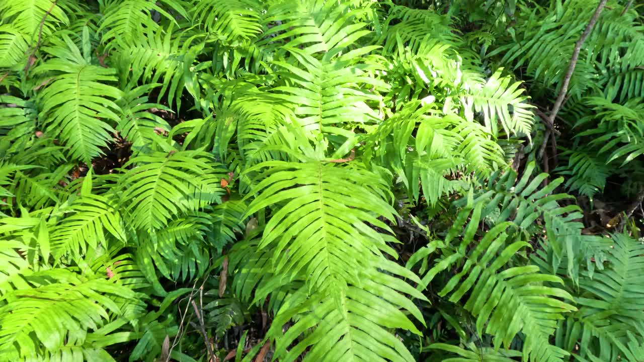 森林里郁郁葱葱的绿色蕨类植物视频素材