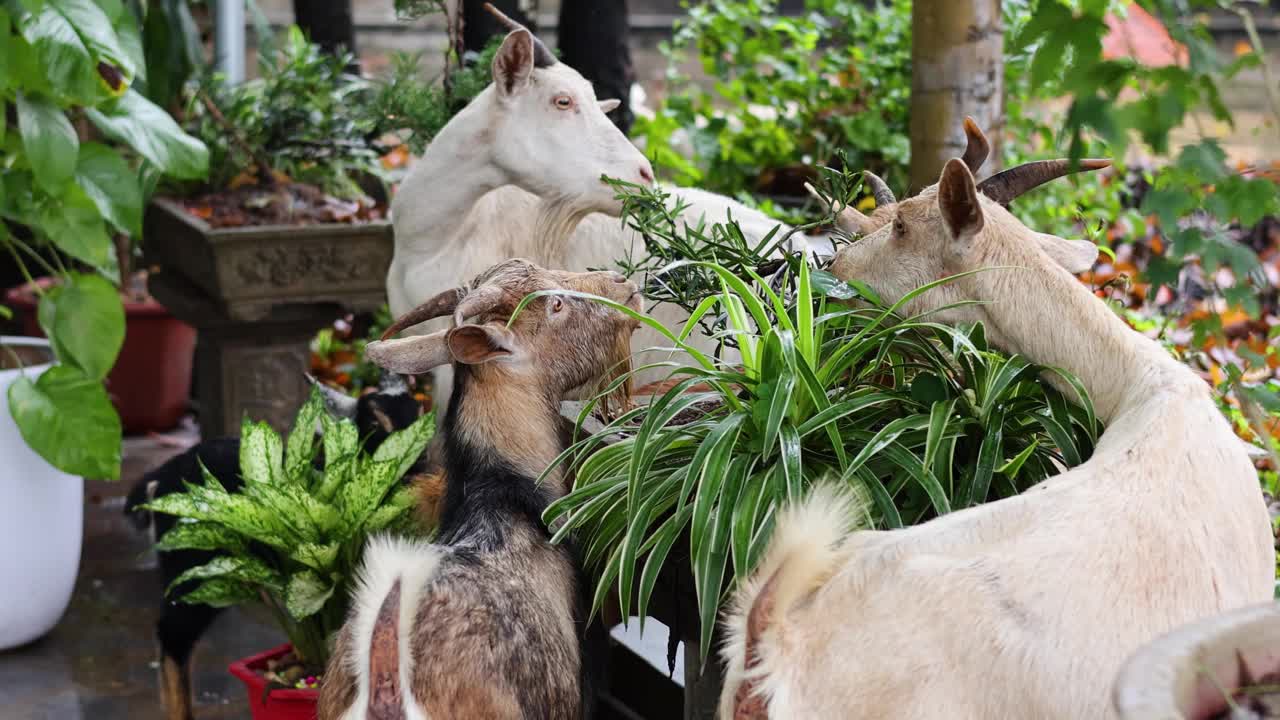 山羊在大嚼室内植物视频素材