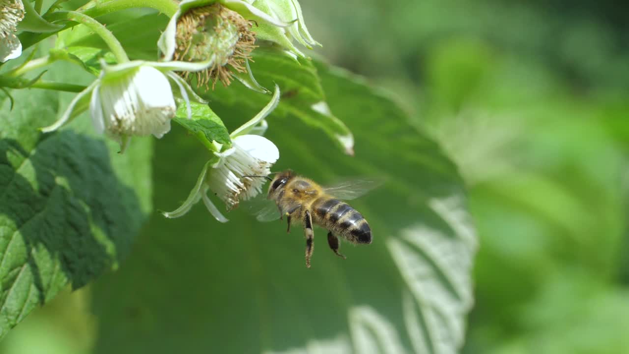 蜜蜂从养蜂场采集花蜜视频素材