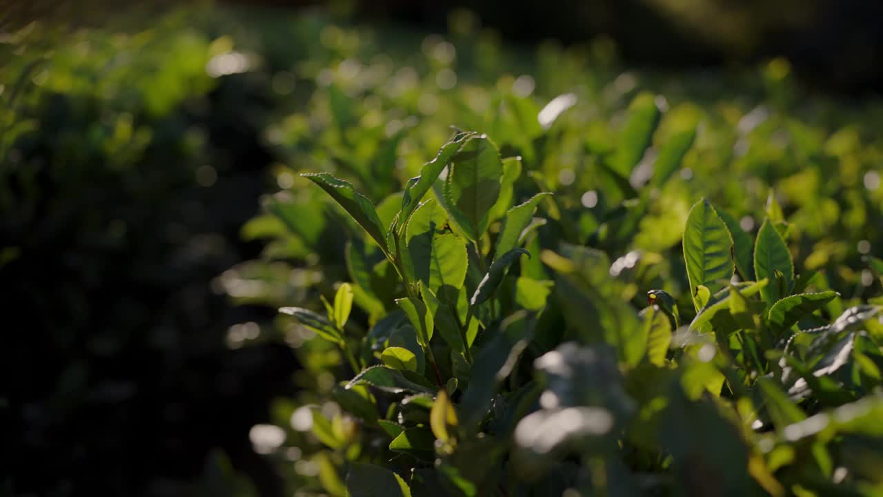 绿叶白花的灌木特写视频素材