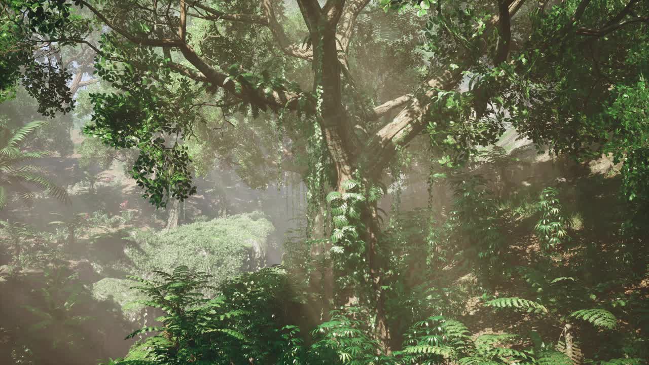 浓密的热带雨林和晨雾视频素材