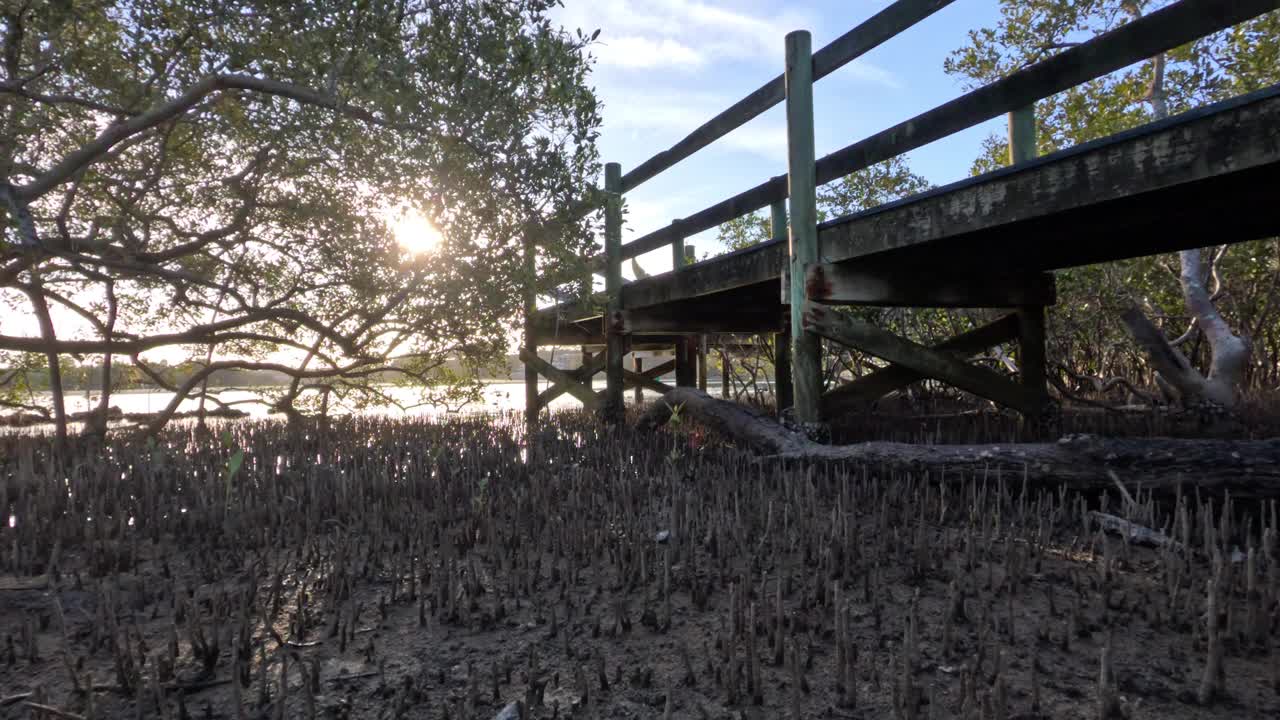 沼泽上木桥上的日落视频素材