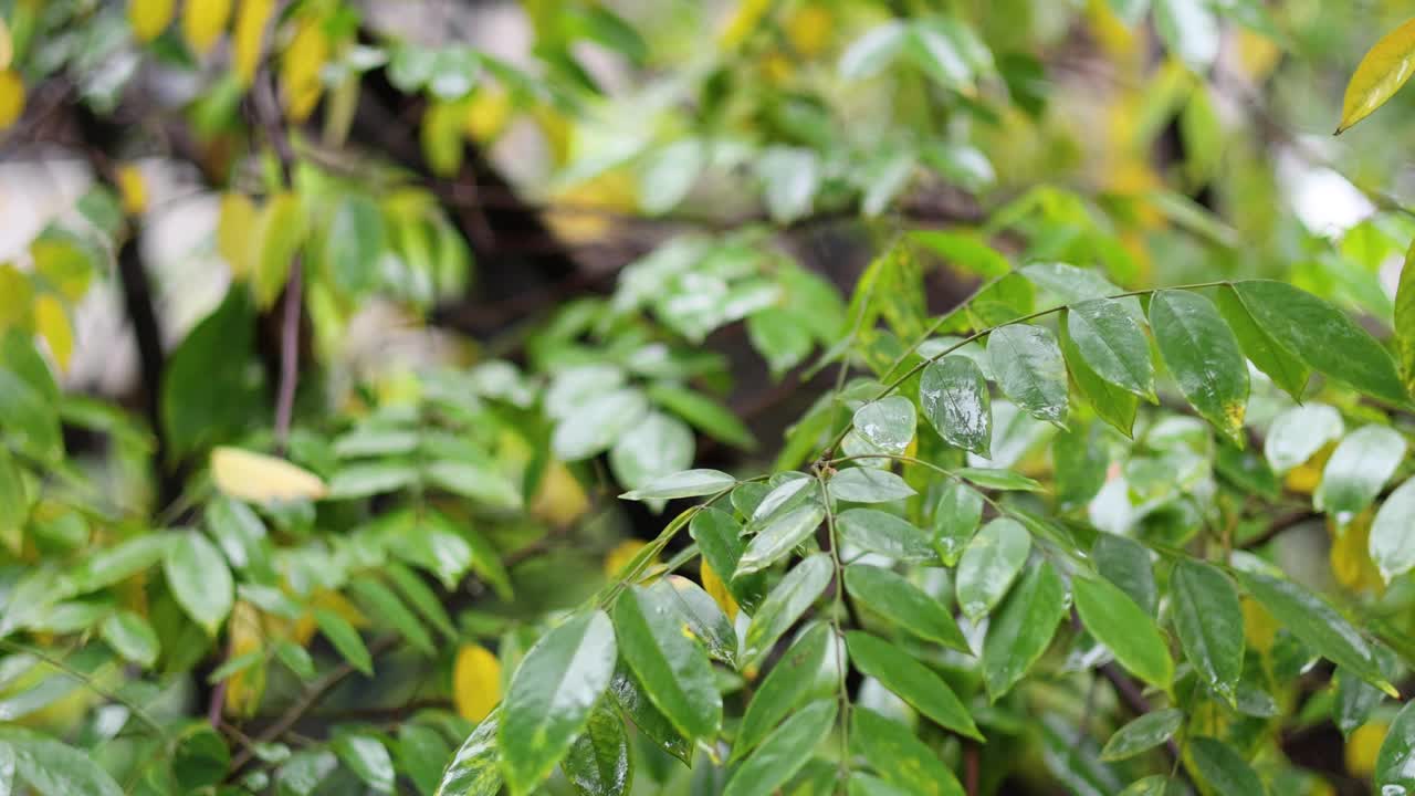 带有微妙动作的静态绿色植物视频素材