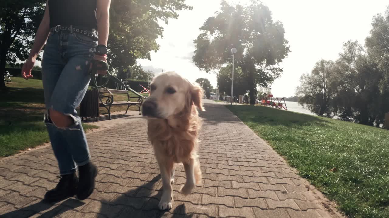 女孩与一只金毛猎犬散步视频素材