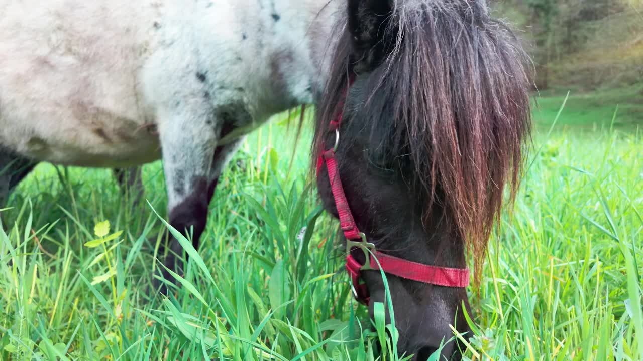 小马在草地上吃草视频下载