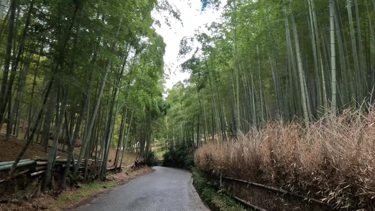 竹林小径之旅视频素材