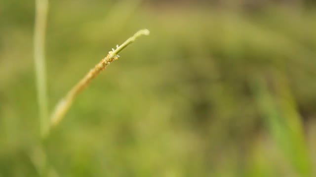 野生植物在风中飘扬视频素材