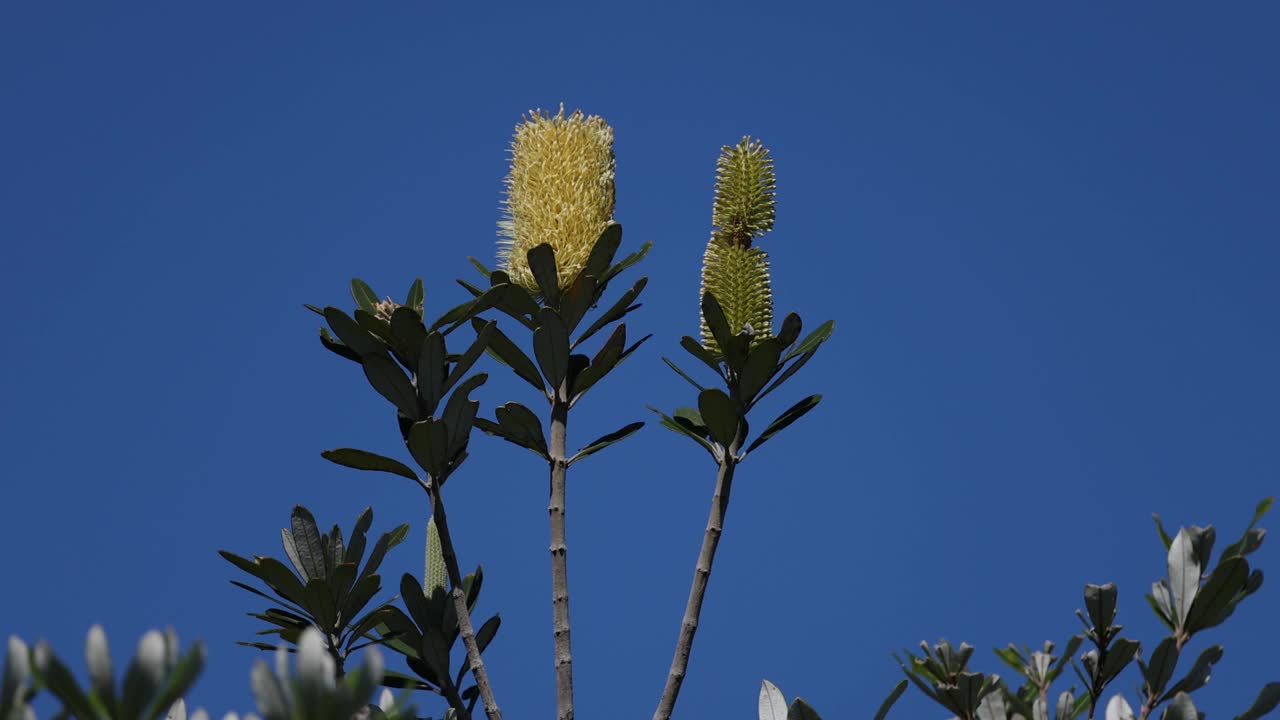 鸢尾花开花序列视频素材