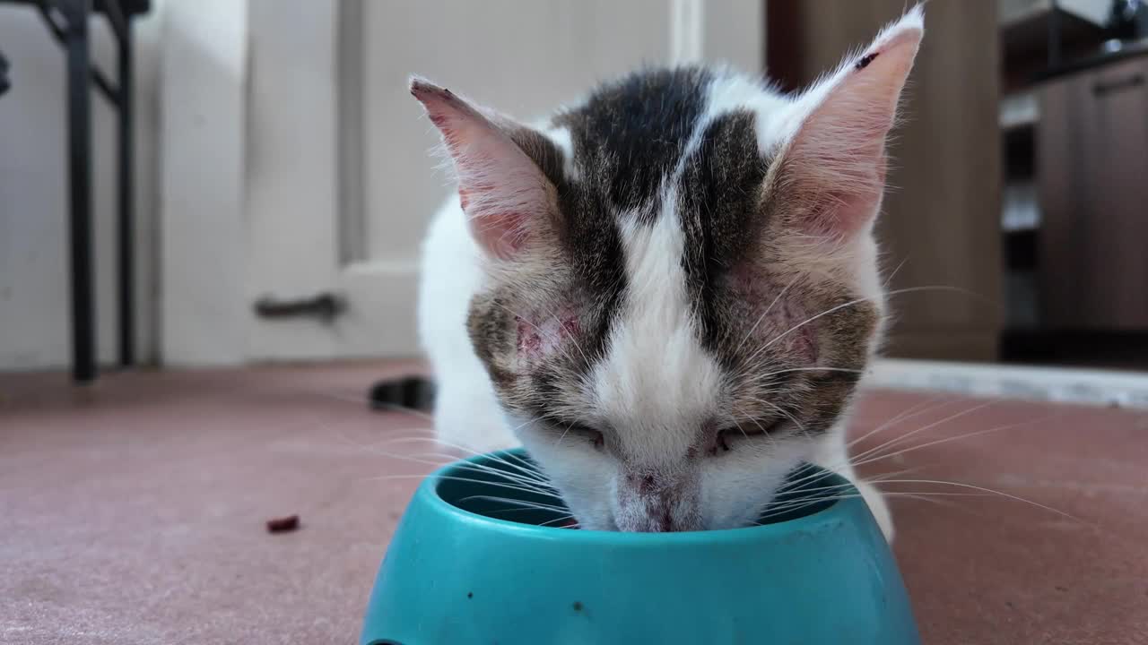 饥饿的流浪猫在地上吃猫食。视频素材