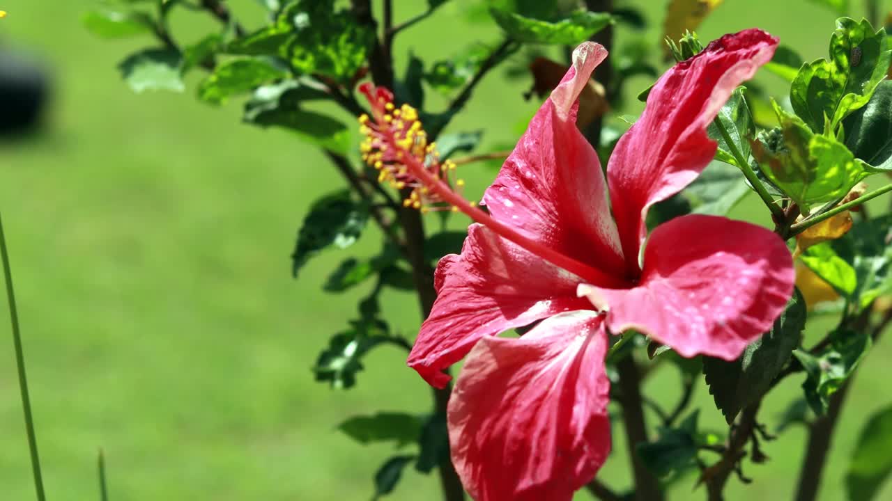 红色木槿花视频素材