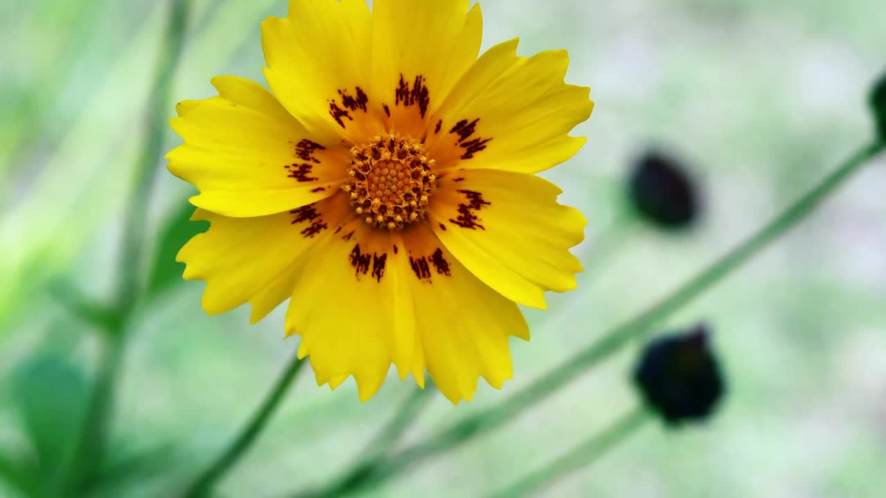 黄色的小檗花随风摇曳视频素材