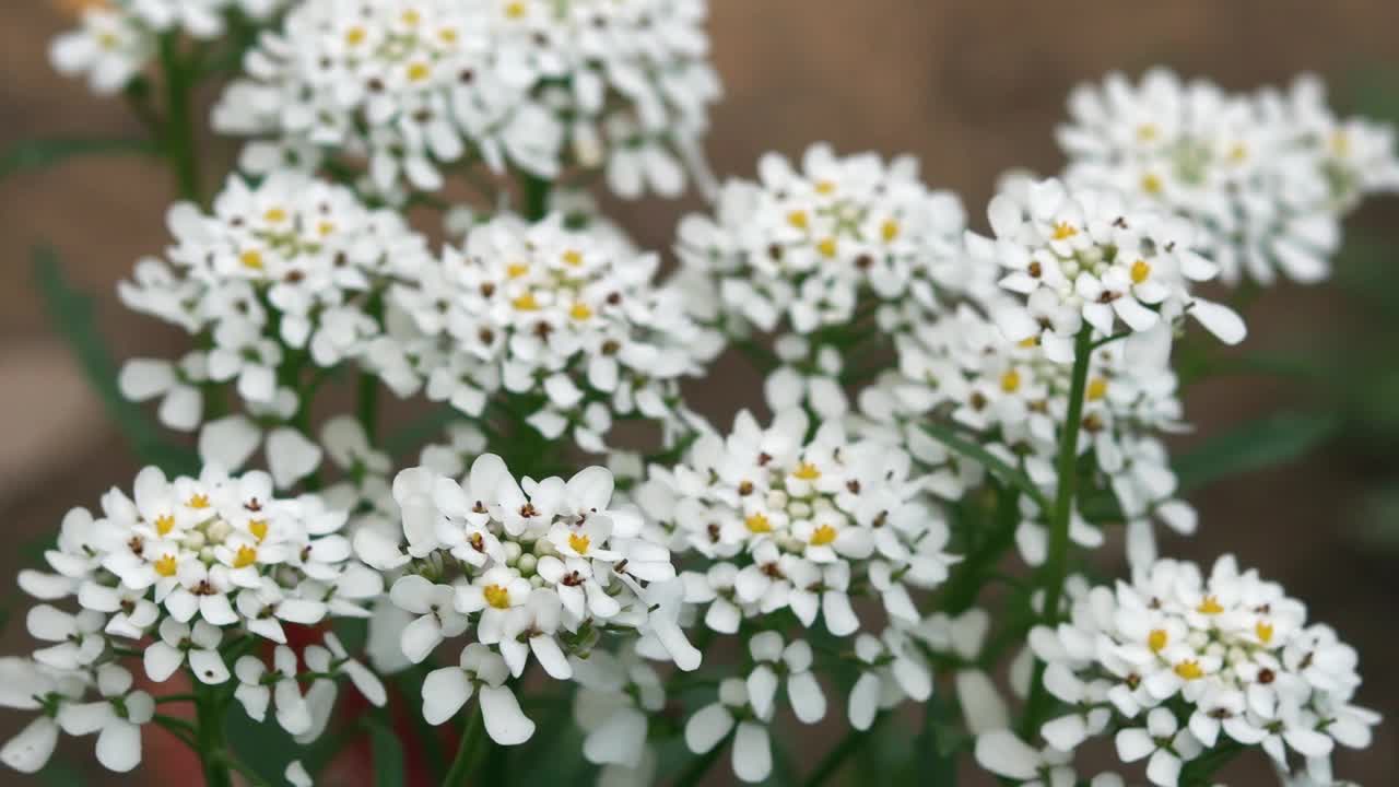 糖果丛花田在春天的户外自然视频素材