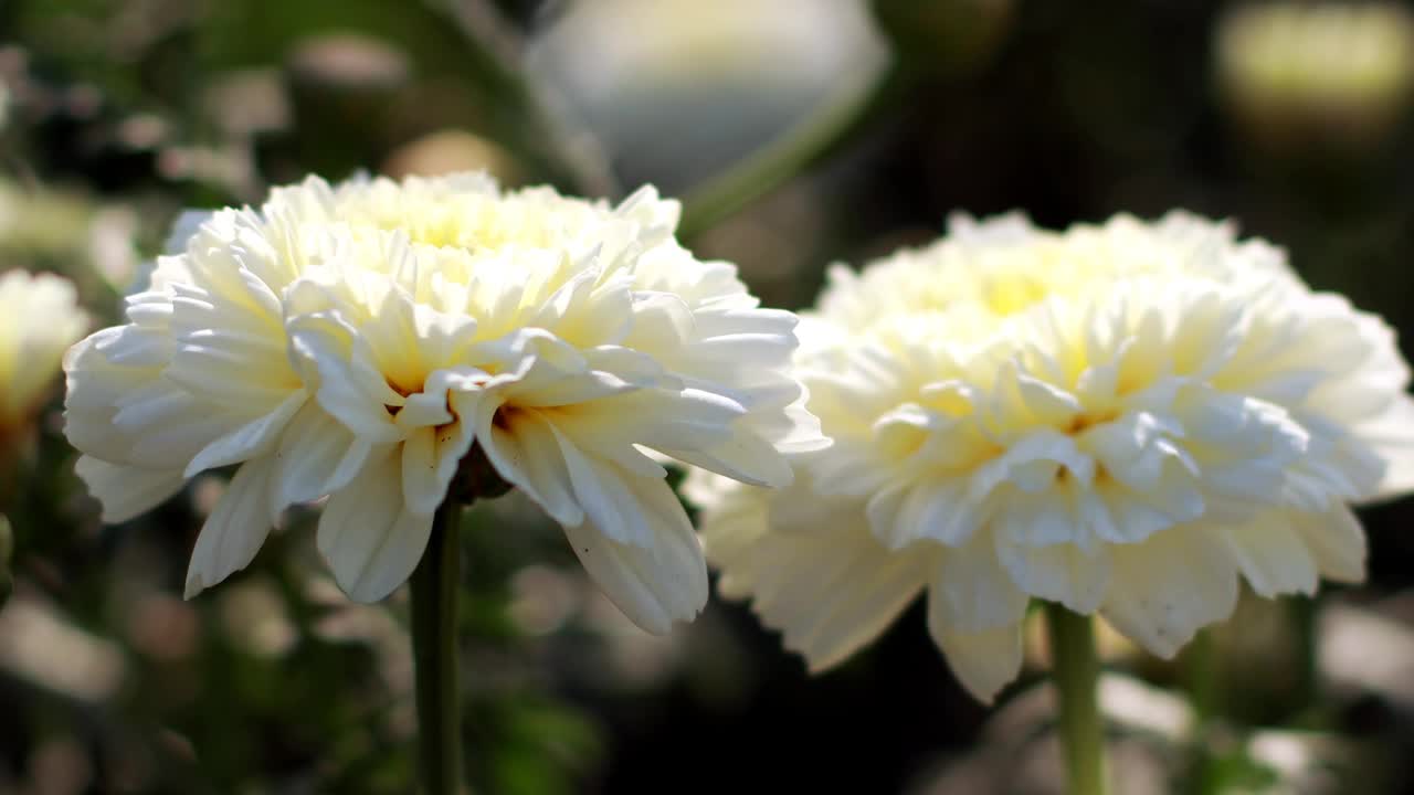 春日菊花田景色优美视频素材