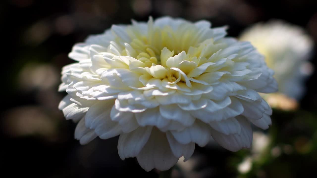 春日菊花田景色优美视频素材