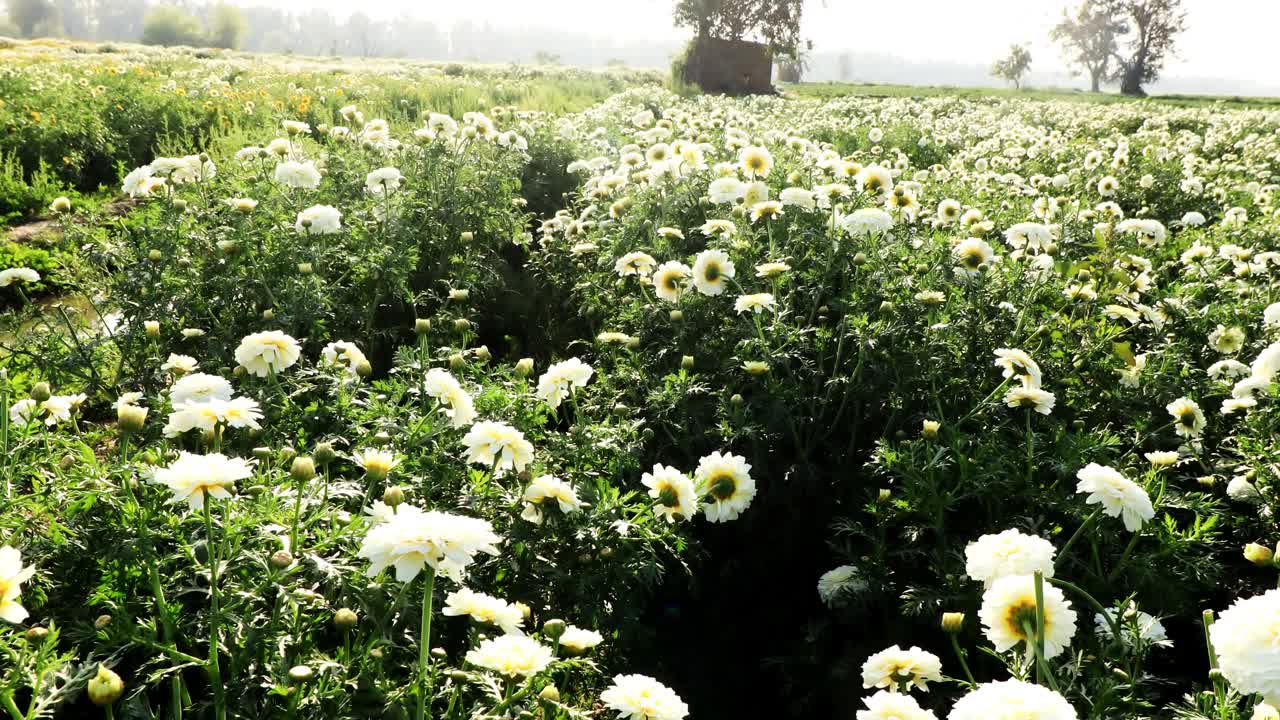 春天白色万寿菊花场的景色视频素材