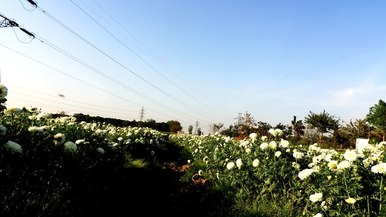 金盏花风景区附近的电力塔视频素材