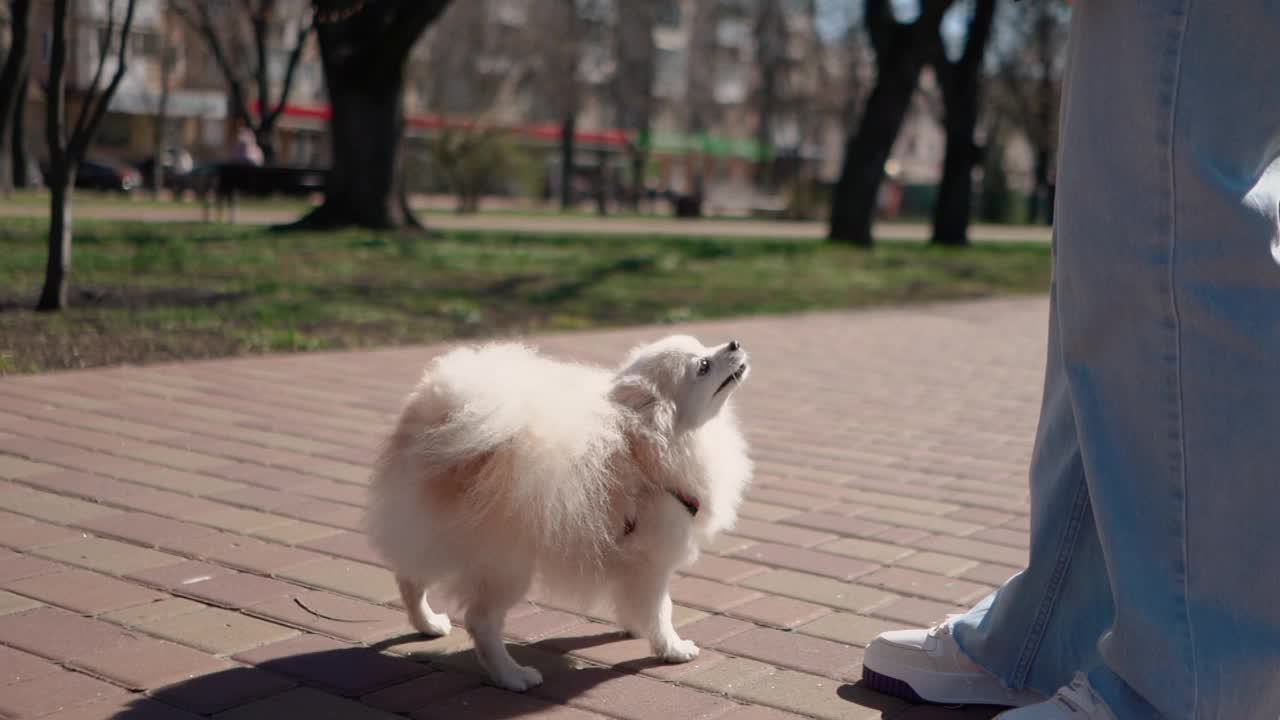 春天，可爱的小波美拉尼亚斯皮兹和他的主人在外面散步。爱玩的狗听从命令，在草地上玩耍视频素材