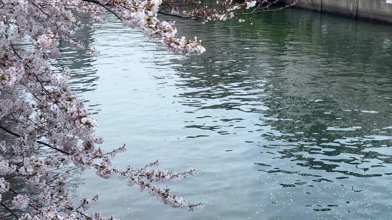 樱花悬在平静的河水上，暗示着一个宁静的春日，在自然光下拍摄视频素材