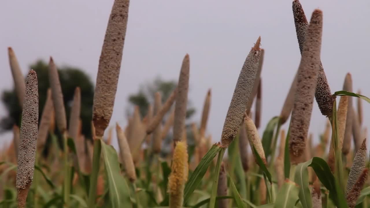 珍珠粟或巴吉拉作物在大自然中随风摇曳视频素材