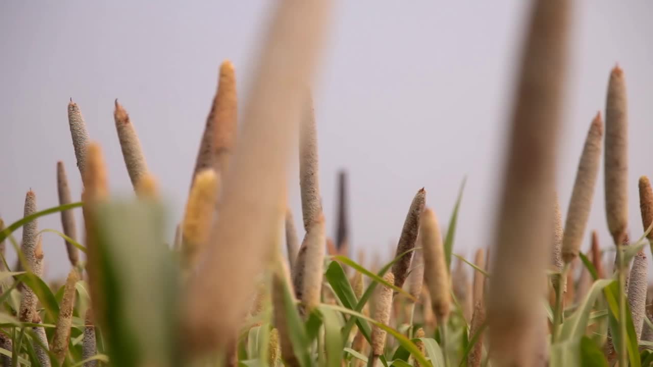 珍珠粟或巴吉拉作物在大自然中随风摇曳视频素材