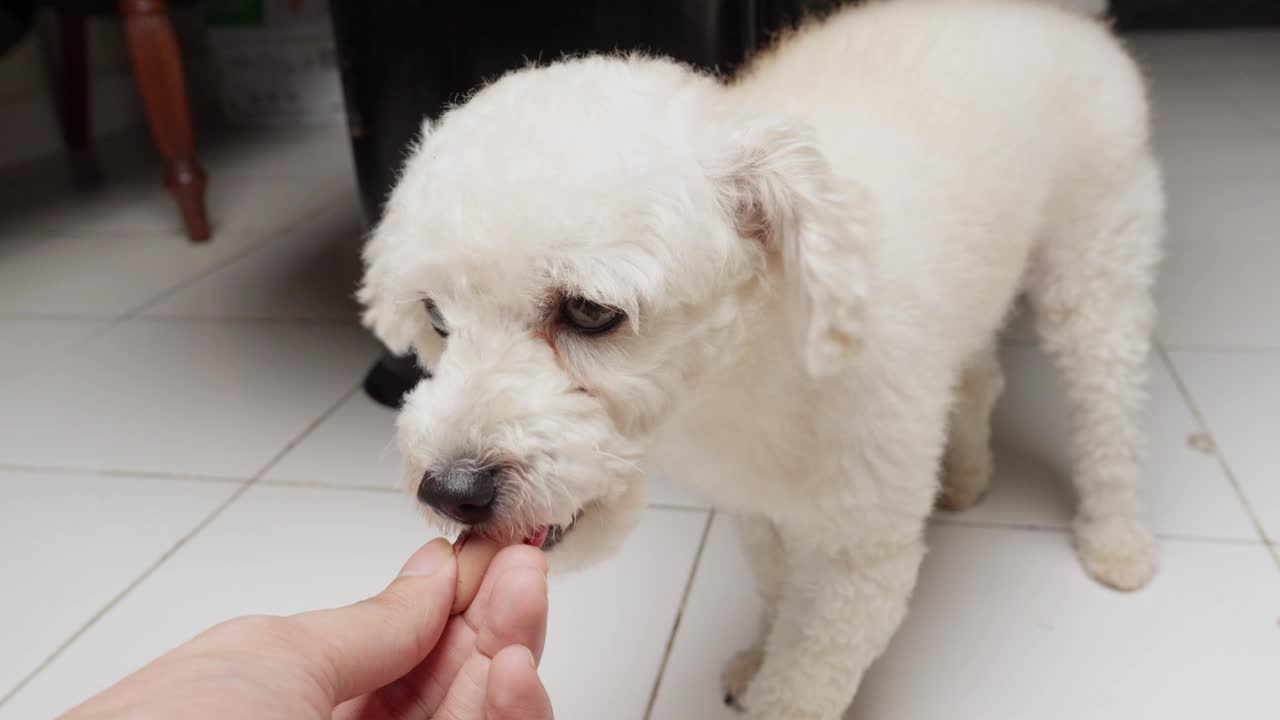 在家里用狗粮喂白色玩具贵宾犬。特写镜头视频素材