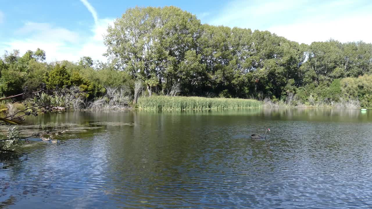 夏季，黑天鹅和绿头鸭在风景如画的湖水中创造图案(新西兰克赖斯特彻奇的格罗恩河)视频素材