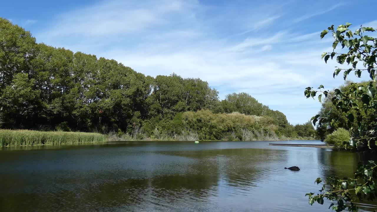 夏日，微风吹拂着平静的湖边小灌木和大柳树的树枝。(摄于新西兰克赖斯特彻奇的格鲁尼群岛)视频素材