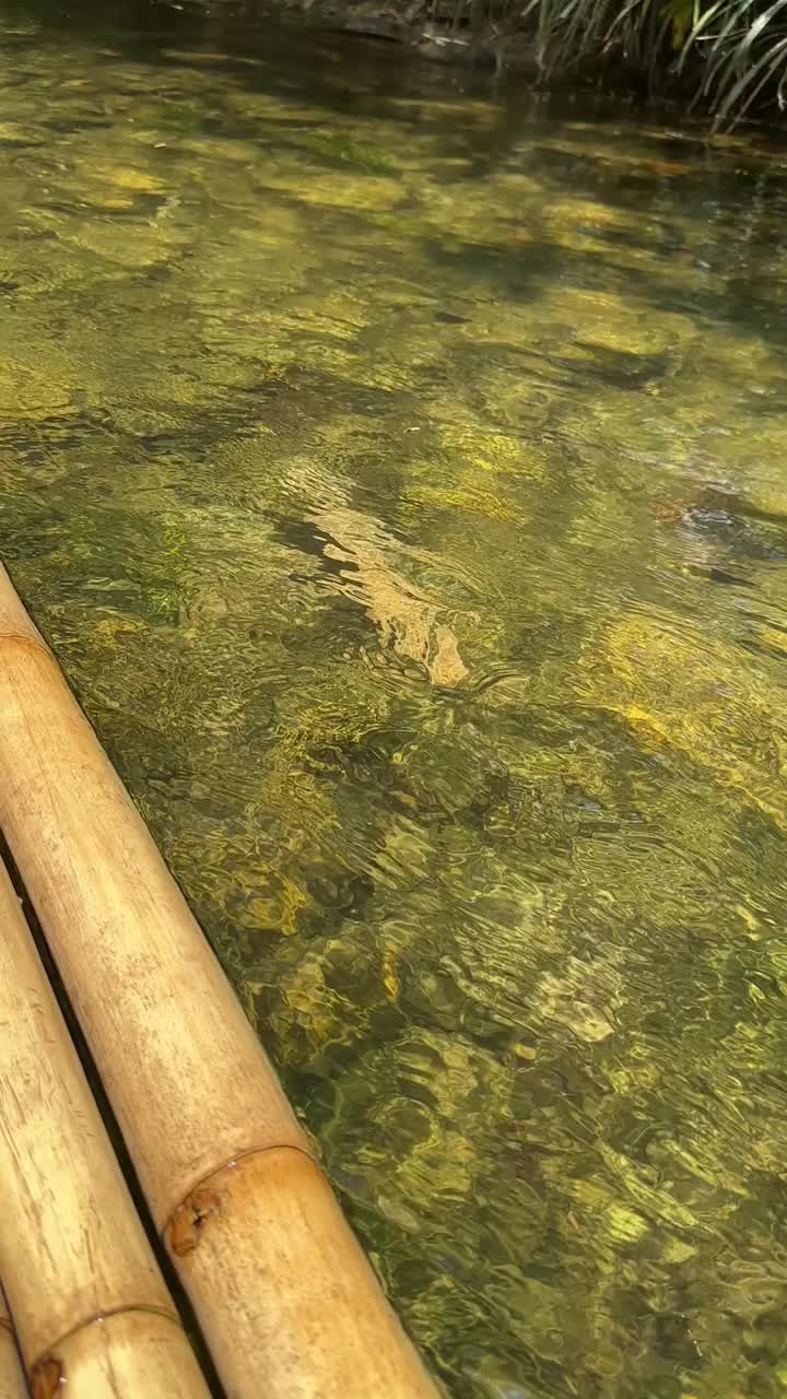 热带河流探险视频素材