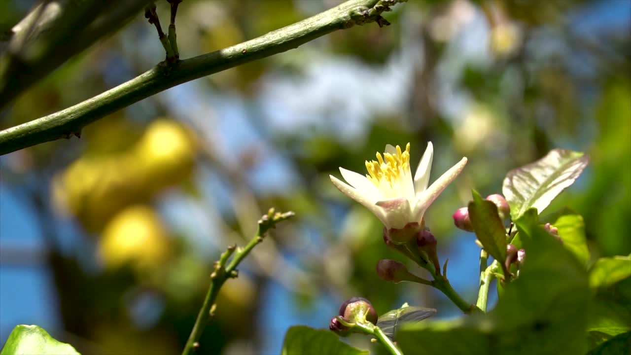 一些漂亮的橙花的特写视频素材