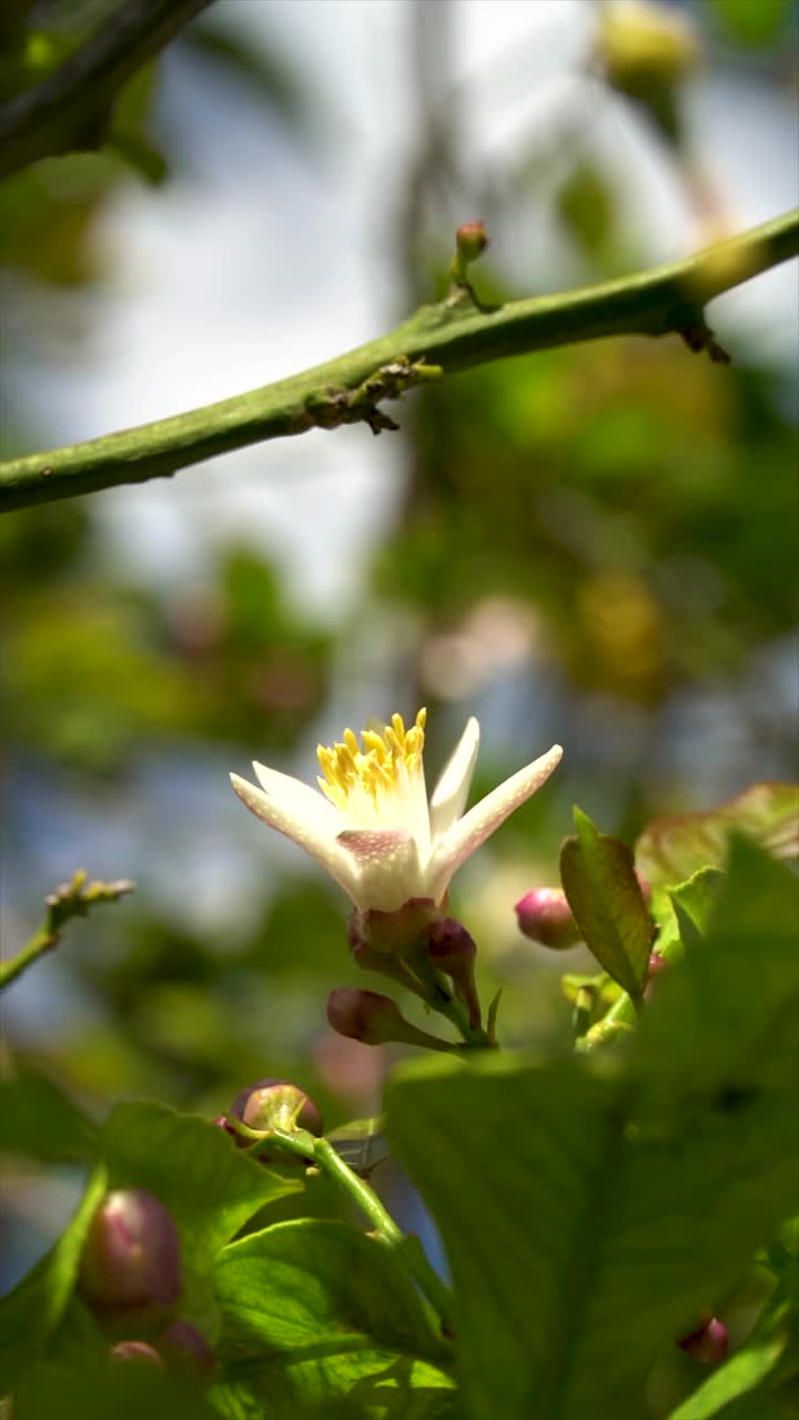 一些漂亮的橙花的特写视频素材