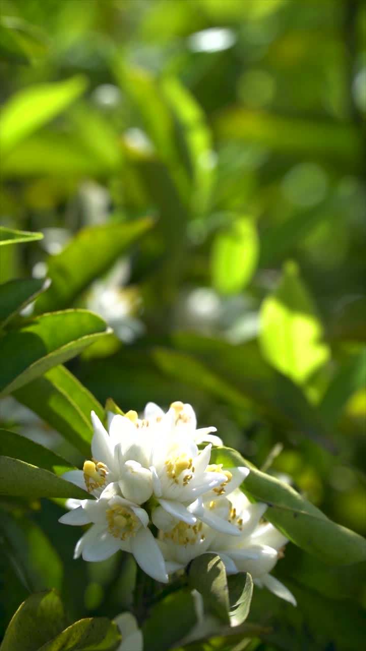 一些漂亮的橙花的特写视频素材