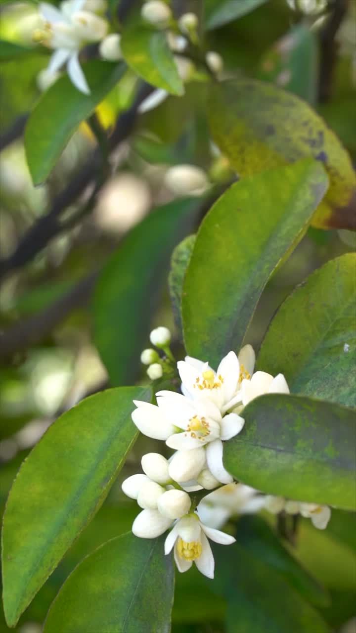 一些漂亮的橙花的特写视频素材