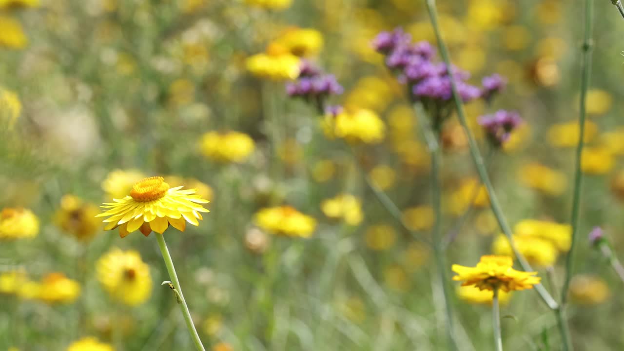 微风的野花草地舞视频素材