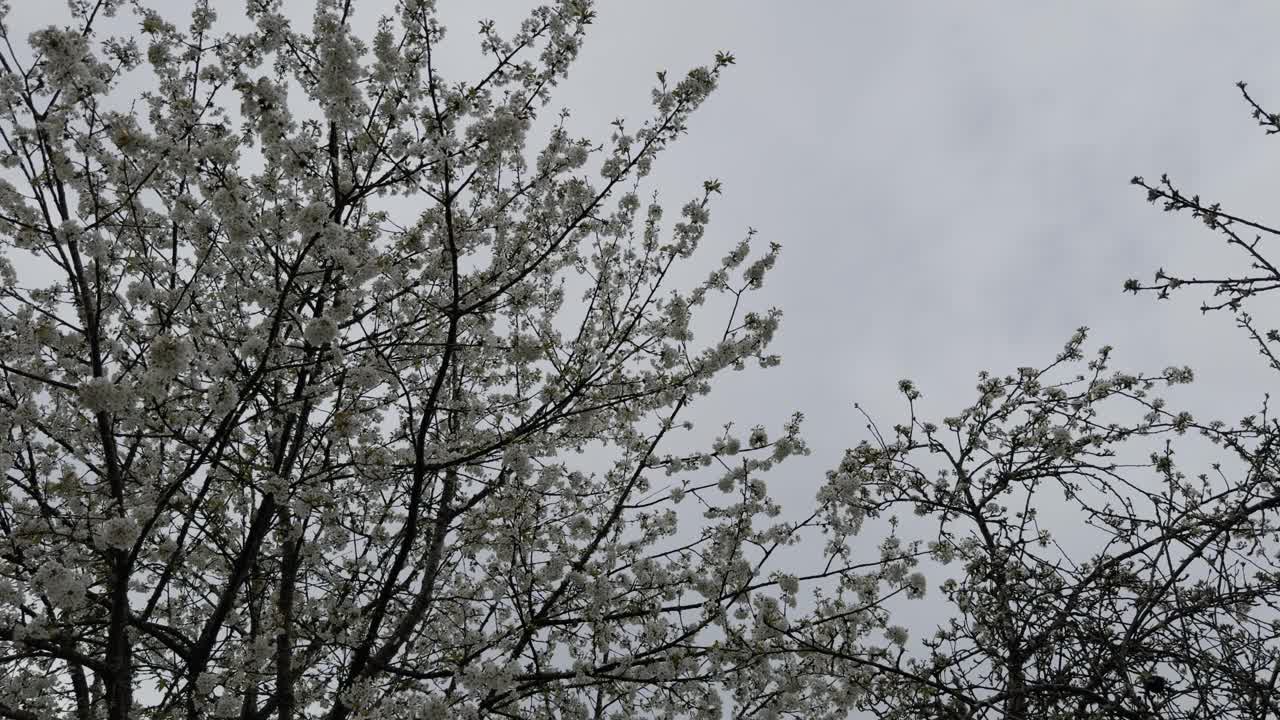 在加利西亚的下雨天，令人惊叹的盛开着白色花朵的苹果树视频素材