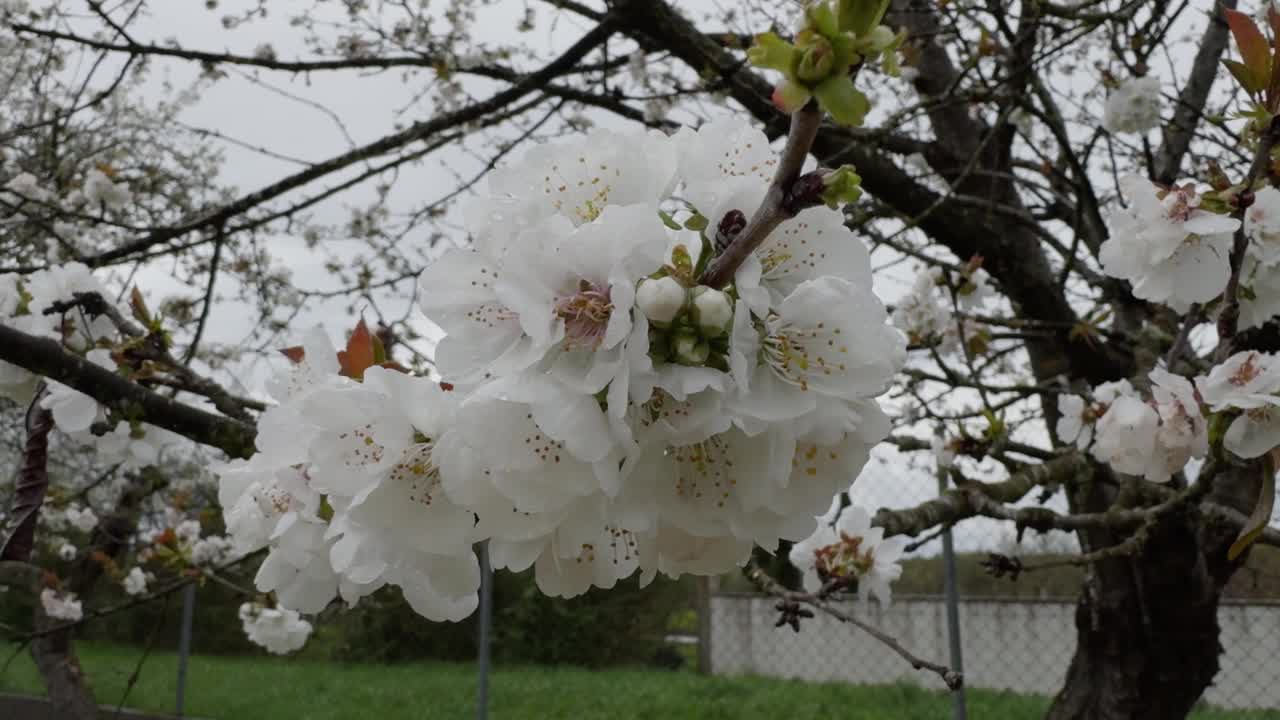 美丽的特写盛开的苹果树白花在加利西亚，西班牙视频素材