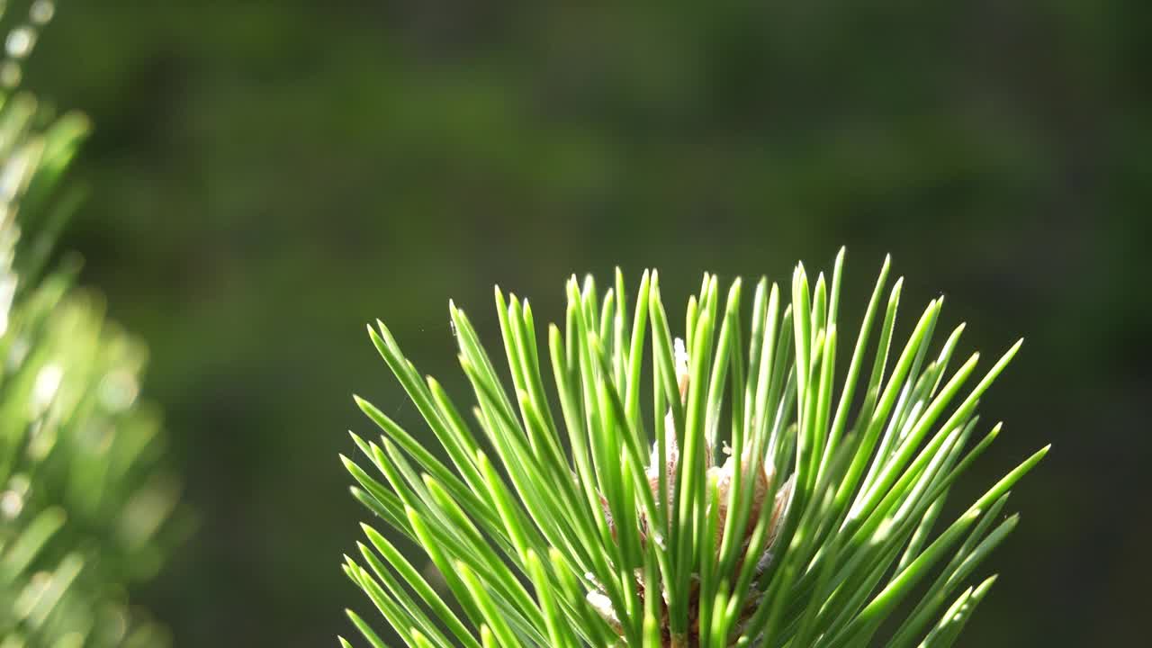 绿枝针叶植物。年轻的松树视频素材