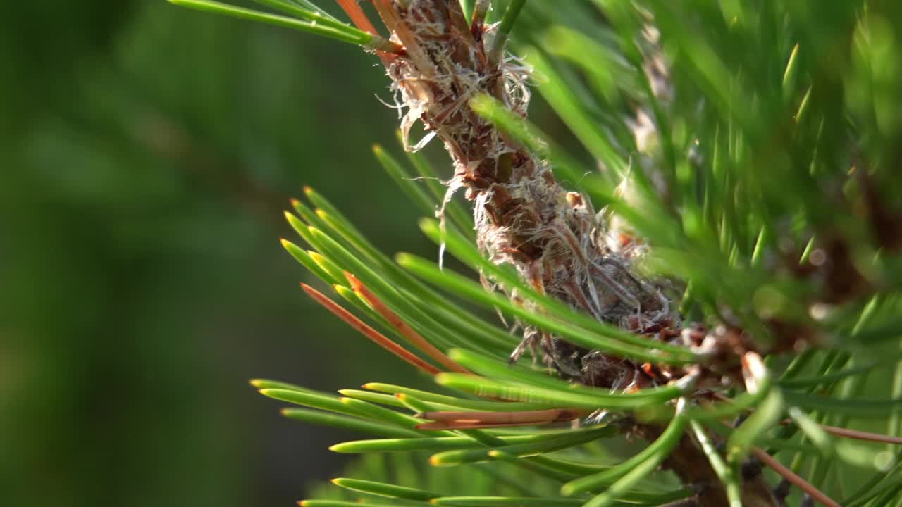 绿枝针叶植物。年轻的松树视频素材