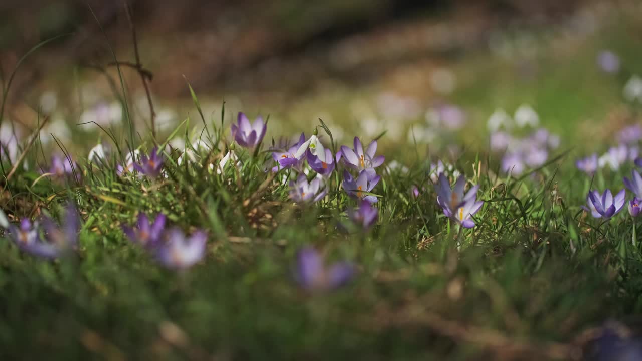 春花开花的番红花视频素材