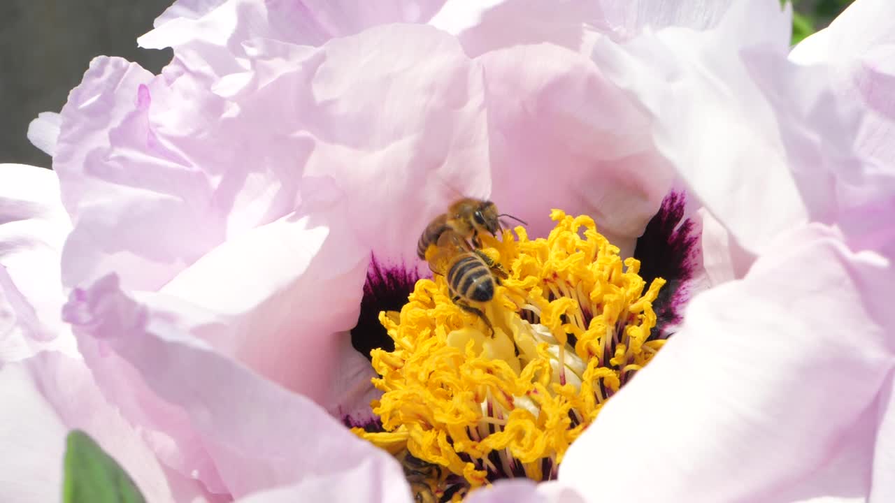 花园中，白花盛开，蜜蜂满怀爱意地从中提取花蜜视频素材