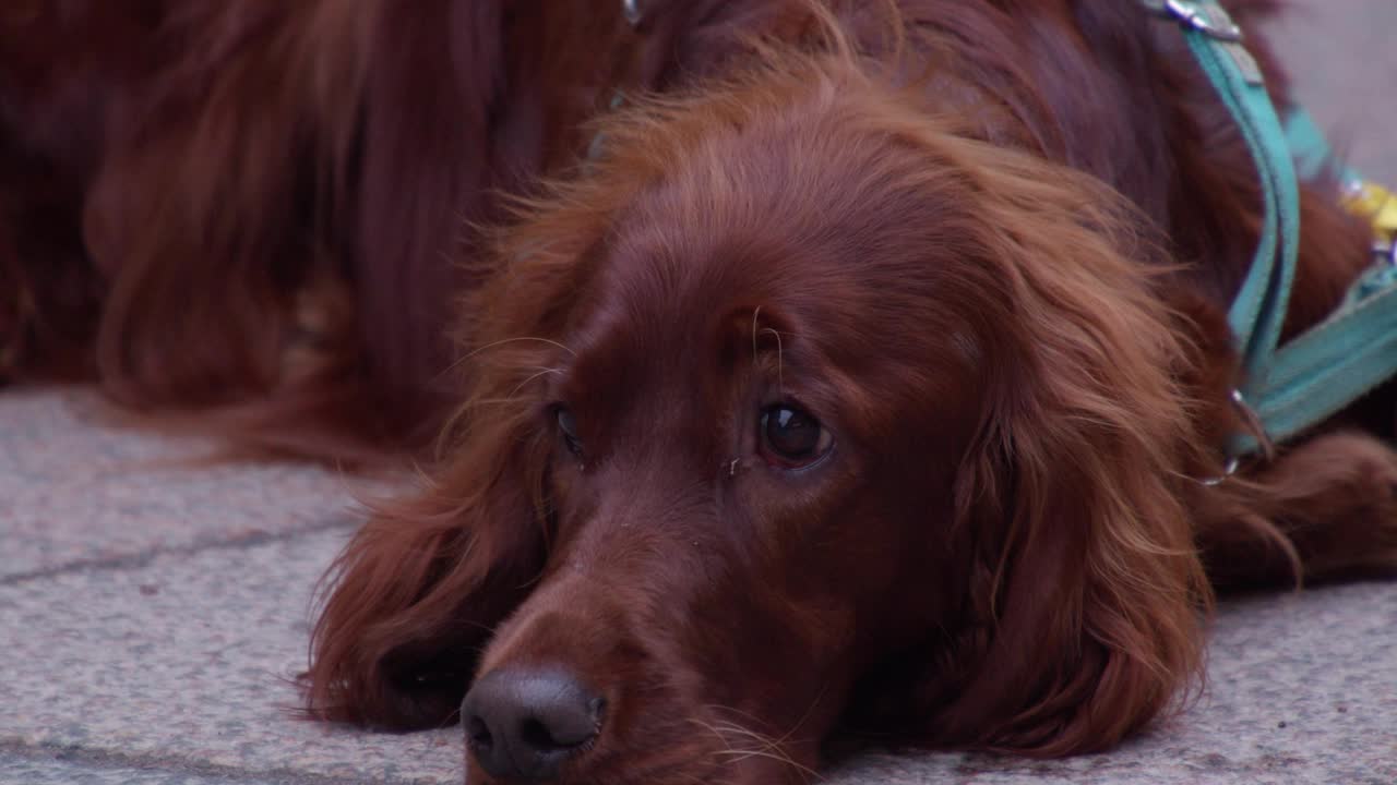 可爱的狗，爱尔兰塞特犬脸特写在街上，她看向镜头视频素材