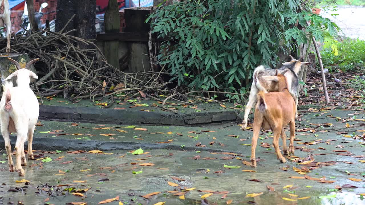 山羊在居民区附近漫游视频素材