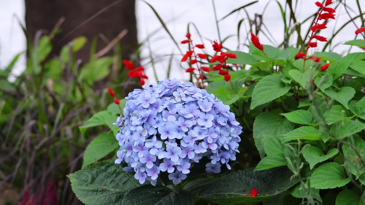 绣球花和红花视频素材